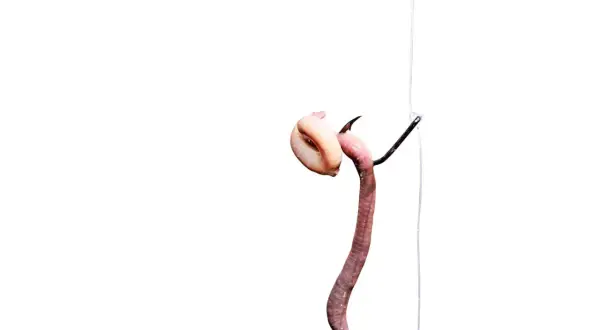 Barsch-Montage: Ein Wurm wird auf einen Angelhaken gezogen, bereit für den Fang.