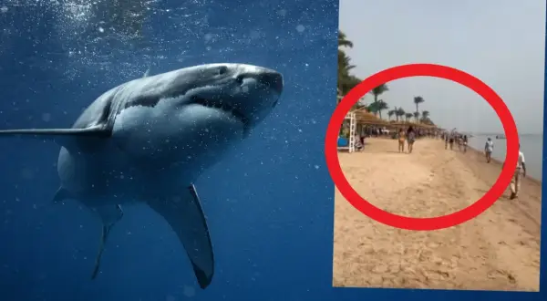 Groźne rekiny w Egipcie. Na plaży widać ludzi, a w wodzie czai się drapieżnik.
