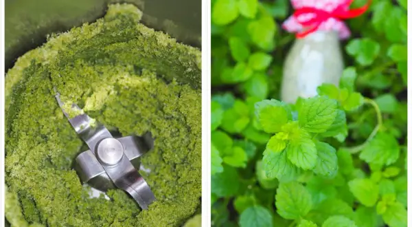 Grüner Brei im Mixer und ein Glas mit roter Schleife inmitten von Zitronenmelisse. Ideen für Rezepte mit Zitronenmelisse.