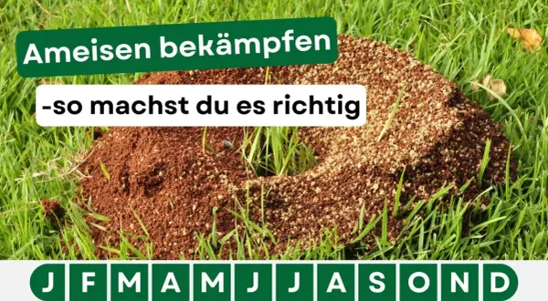 Ameisenhügel im Gras. Text: "Ameisen bekämpfen - so machst du es richtig". Hier gibt es Tipps für hausmittel gegen ameisen.