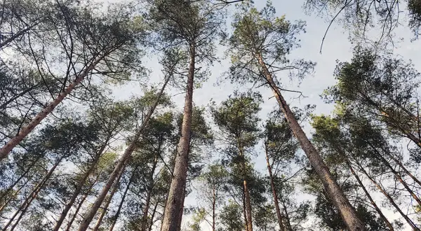 Ile czasu trwa odlesienie działki? Sprawdź, co wpływa na czas procesu