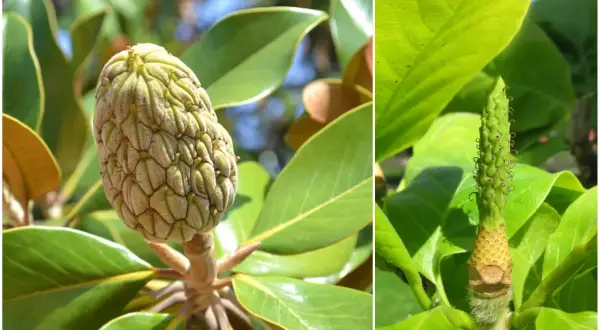 Dwa zbliżenia na zielone, szyszkowate owoce magnolii. Na lewym zdjęciu widać dojrzały owoc, a na prawym młody, rozwijający się. Owoce magnolii jadalne są rzadkością.