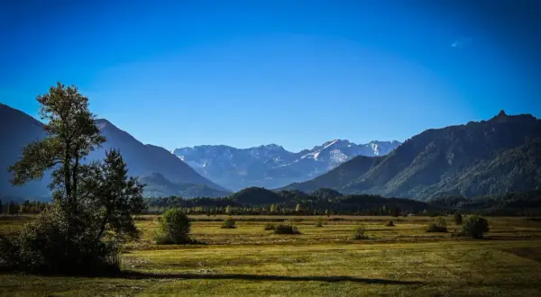 Weite Ebene im **Murnauer Moos** mit einem einzelnen Baum im Vordergrund und schneebedeckten Bergen am Horizont unter strahlend blauem Himmel.