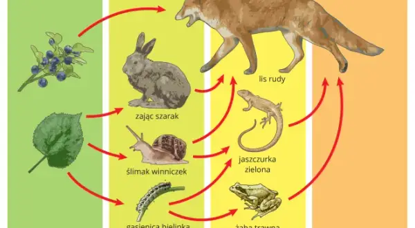 Co to jest konkurencja w biologii i jak wpływa na ekosystemy?