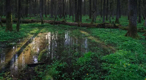 Wiosenny las w najmłodszym parku narodowym w Polsce. Słońce przebija się przez drzewa, oświetlając kałużę i soczystą zieleń.