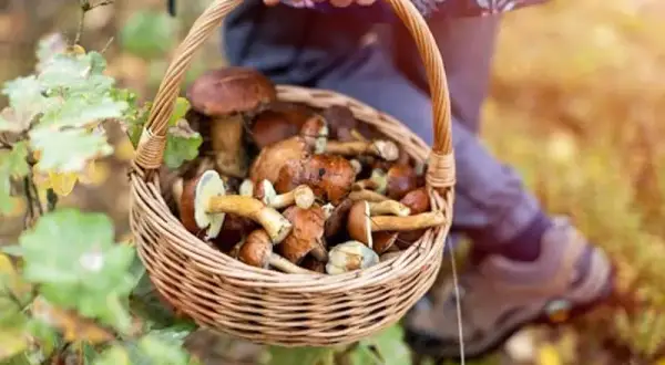 Sezon na grzyby od kiedy? Sprawdź najlepsze miesiące na zbieranie