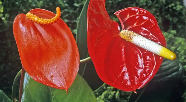 Två röda anthuriumblommor, som liknar en flamingo, med gröna blad i bakgrunden.