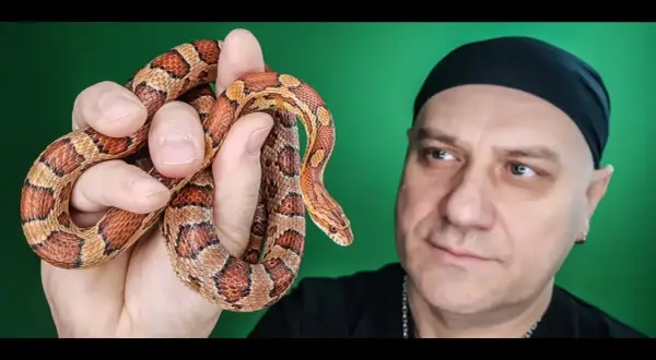 Wąż dla początkujących? Wybierz gatunek, poznaj koszty i zacznij hodowlę!