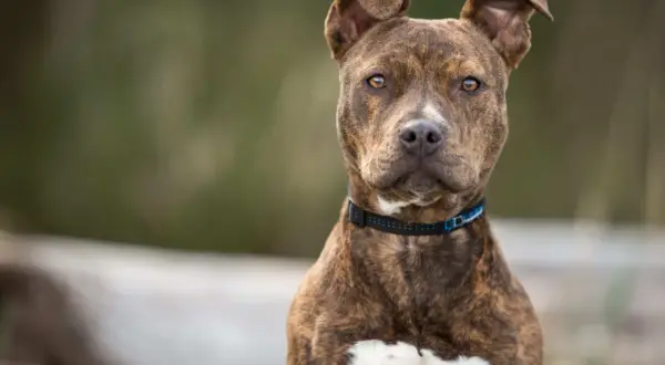 Ein brindlefarbener Pitbull Terrier mit aufmerksamen Augen und einem blauen Halsband blickt in die Kamera.