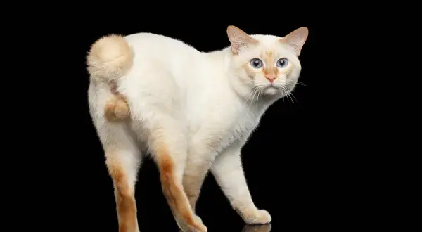 A white cat with blue eyes turns its rear end towards the viewer, a common cat greeting.