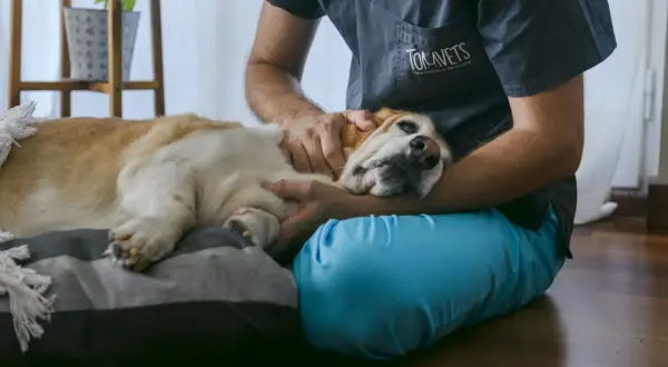 Un veterinario acaricia a un perro mayor en su cama, un momento tierno que puede preceder a la eutanasia en perros.
