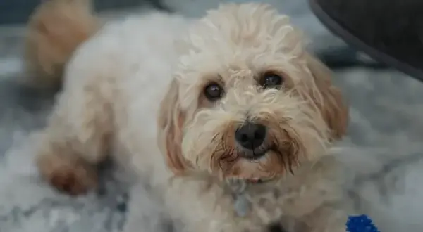 Maltipoo włosy czy sierść – poznaj prawdę o ich pielęgnacji