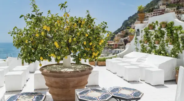 Un albero di limoni carico di frutti su una terrazza con vista mare. Il momento ideale per pensare a quando travasare il limone, magari in un vaso più grande, per farlo crescere rigoglioso.