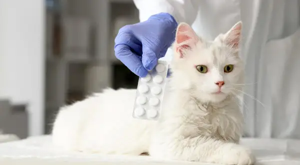 Veterinario presenta pastillas de ibuprofeno para gatos.