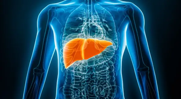 En lysande orange lever framträder i en genomskinlig blå mänsklig torso. Detta kan vara tecken på att levern mår dåligt.