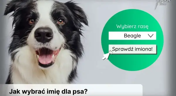 Uśmiechnięty border collie zachęca do sprawdzenia najpopularniejszych imion dla psa. Wybierz rasę Beagle i odkryj propozycje!