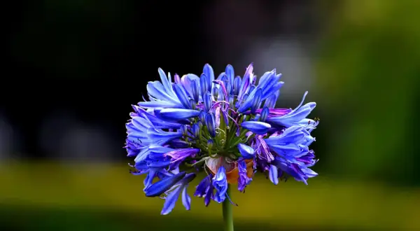 Une magnifique agapanthe en pleine floraison, ses pétales bleus éclatants se détachant sur un fond flou de verdure.