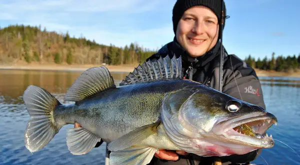 Glücklicher Angler hält stolz einen großen Zander, gefangen an der Bleilochtalsperre.