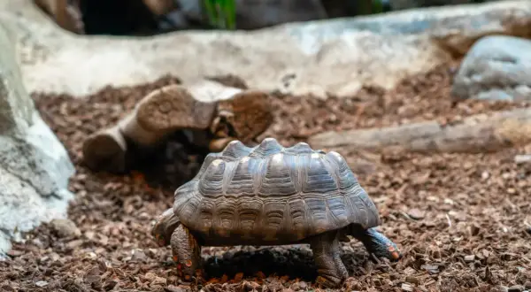 Czy można oddać żółwia do zoo? Sprawdź, co warto wiedzieć przed decyzją