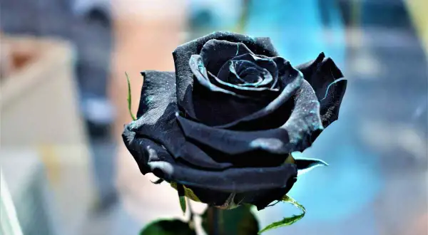 Una rosa nera, simbolo di mistero e passione. Il suo significato evoca un amore profondo e indimenticabile.