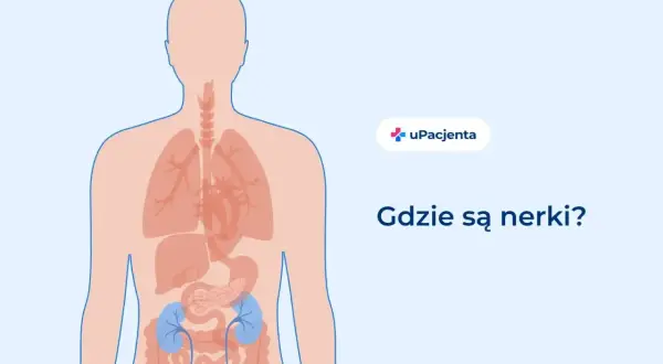 Ilustracja pokazuje ludzkie ciało z zaznaczonymi narządami wewnętrznymi. Widoczne są płuca, serce, trzustka i jelita. Dwie niebieskie struktury w dolnej części brzucha to nerki. Pytanie "Gdzie są nerki?" sugeruje, że obraz ma na celu edukację na temat ...