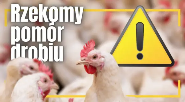 Ostrzeżenie o rzekomym pomorze drobiu. Na pierwszym planie białe kury, w tle kolejne ptaki. Obok żółty trójkąt z wykrzyknikiem.