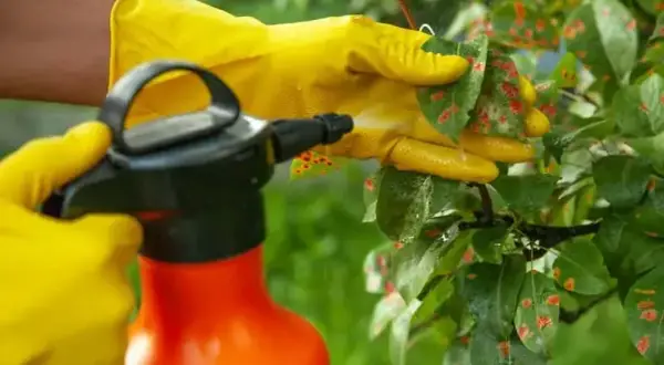 Kiedy opryskiwać drzewa owocowe, aby uniknąć chorób i szkodników?