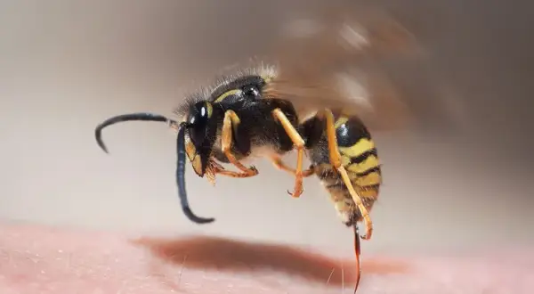 Skuteczne leki na użądlenie osy, które złagodzą ból i objawy