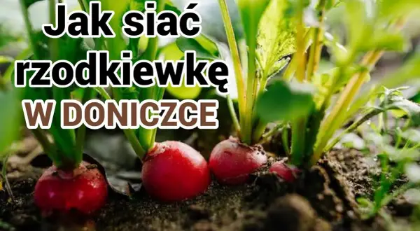 Jak siać rzodkiewkę w doniczce, aby uniknąć najczęstszych błędów