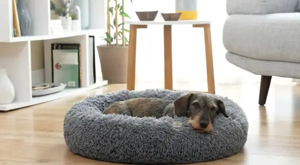 Un chien se repose paisiblement sur un tapis chien orthopédique moelleux et gris, dans un salon lumineux.