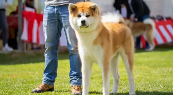 Un majestuoso perro japonés Akita, con su pelaje rojizo y blanco, posa orgulloso junto a su dueño en un día soleado.