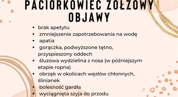 Objawy paciorkowca u konia: brak apetytu, gorączka, obrzęk ślinianek, ropnie w okolicach szyi.