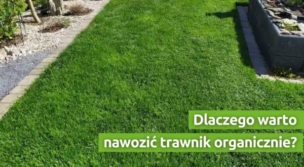 Nawożenie trawnika: Kiedy, czym i jak, by był idealny?