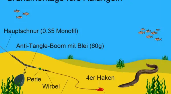 Grundmontage fürs Aalangeln: Hauptschnur, Anti-Tangle-Boom mit Blei, Perle, Wirbel, 30cm Vorfach, Haken mit Wurmbündel und ein Aal.