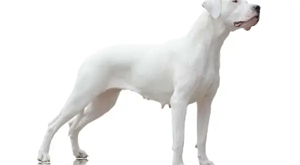Ein stolzer, weißer Dogo Argentino, ein beeindruckender argentino hund, steht aufmerksam da.