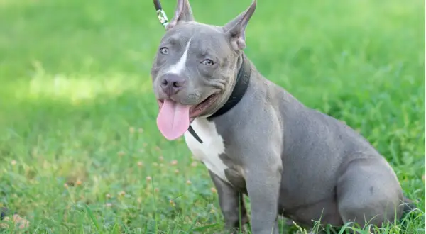 Un pitbull blue con ojos claros y lengua afuera, sentado en la hierba verde.