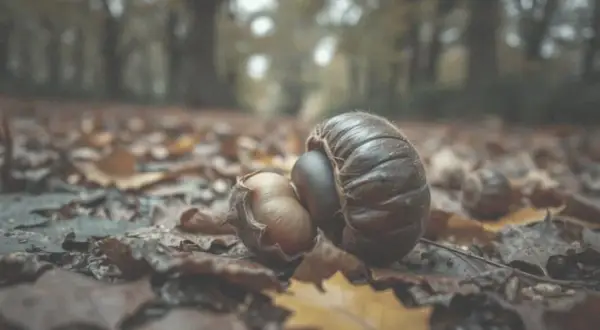 Czy pies może jeść kasztany? Toksyczność i zagrożenia dla zdrowia psa.