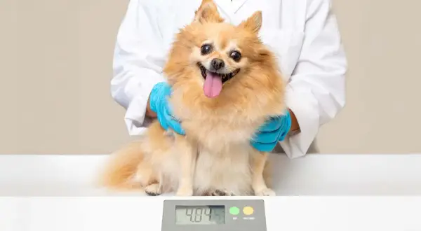 Ein Pomeranian sitzt auf einer Waage, während eine Person in einem weißen Kittel und blauen Handschuhen ihn hält. Das Gewicht von 4.84 kg wird angezeigt. Dies hilft bei der Bestimmung, wieviel Futter ein Hund benötigt.