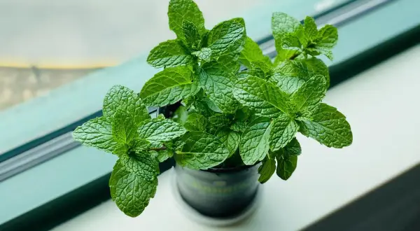 Zielona, bujna mięta w doniczce na parapecie. Jej świeże liście kuszą aromatem.