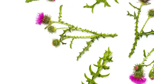 Lila Blüten und stachelige Blätter von Mariendistel-Pflanzen. Die Mariendistel wirkung ist bekannt für ihre leberschützenden Eigenschaften.