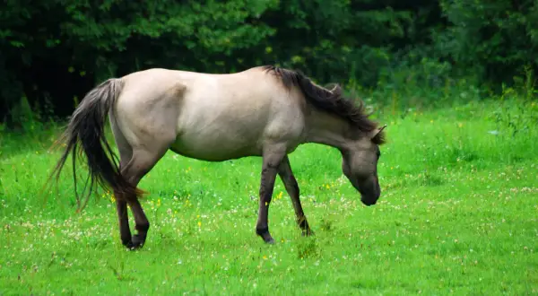 Konik polski pod siodłem pasie się na zielonej łące pełnej drobnych kwiatów.