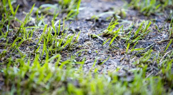 Germogli verdi spuntano dal terreno umido, simbolo di rinascita e del significato della germinazione.