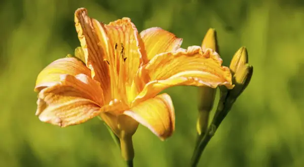 Orange Taglilien schneiden für einen schönen Sommerstrauß.