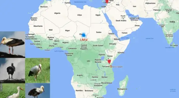 Bociany odlatują do Afryki. Mapa pokazuje ich trasę z Europy do Kenii i Tanzanii, z zaznaczonymi punktami J,M,V w Czadzie.