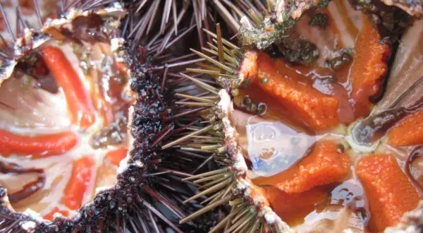 Interno di ricci di mare freschi, con le loro gonadi arancioni e rosse pronte per essere gustate.