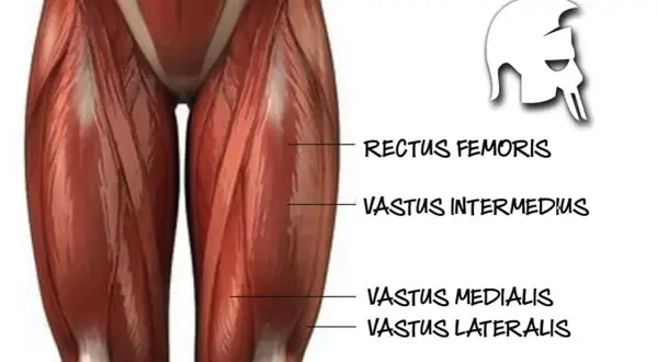 Muskeln des Oberschenkels, darunter der vastus lateralis, mit Beschriftungen.