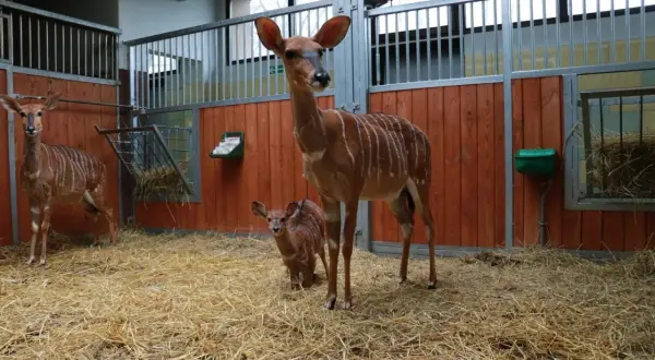 Antylopy w śląskim ogrodzie zoologicznym, opinie o tym miejscu są pozytywne. Matka z małym w stajni.