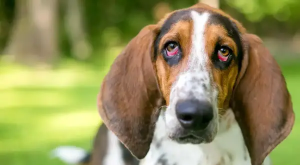Smutny basset hound z brązowymi uszami i plamistą sierścią. Jego oczy, choć niebieskie, wydają się lekko zaczerwienione.