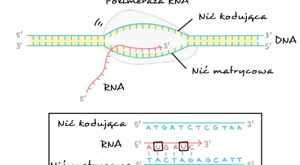 Proces transkrypcji: polimeraza RNA tworzy nić RNA na matrycy DNA. Sekwencja DNA: ATGATCTCGTAA.