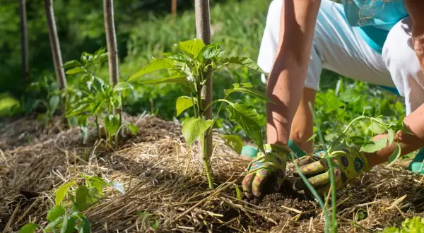 Manos enguantadas trabajando la tierra alrededor de un joven pimiento. El mulching que es, protege las raíces y mantiene la humedad del suelo.